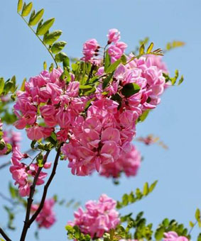 香花槐